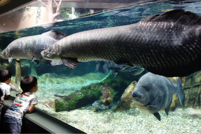 世界最大級の淡水魚水族館「アクア・トト ぎふ」を見学