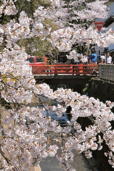 今年は全国的に桜が遅れていたようですが、飛騨高山もようやく満開のときを迎えました。