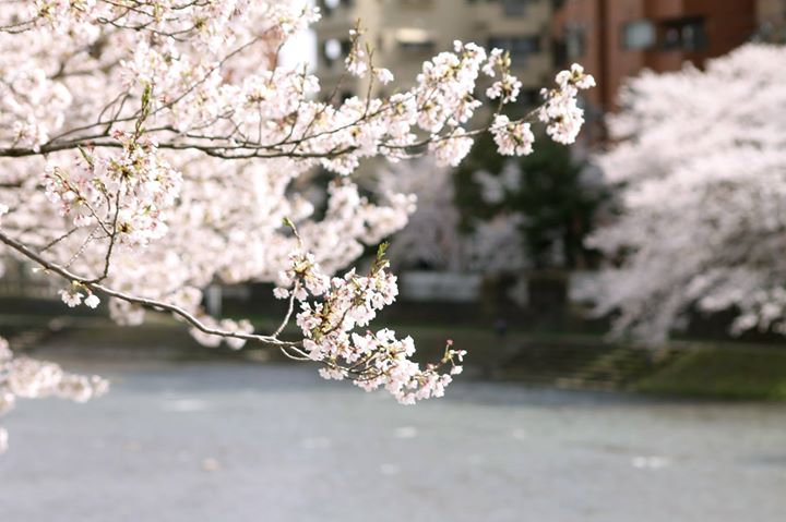 山王祭に合わせるように桜の盛りを迎えた今春の高山。