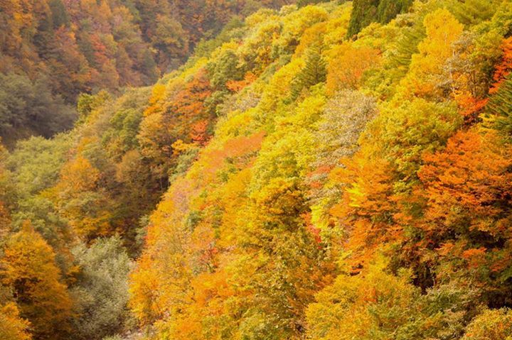 10月も半ばを過ぎて夏日を経験したのには驚きましたが、それでも季節は一歩ずつ着実に秋を深めています。