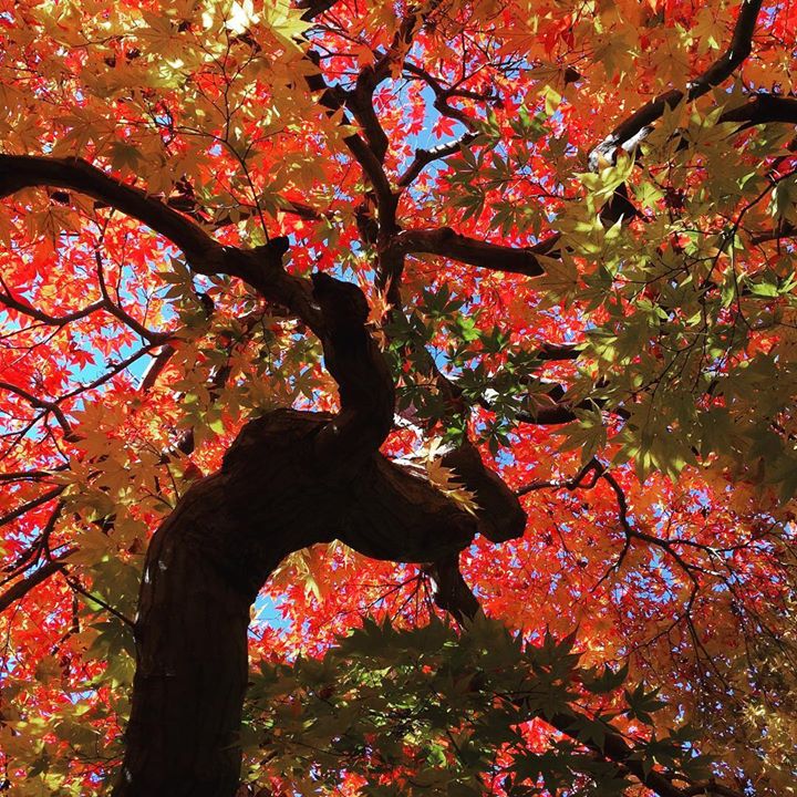 山紅葉のトンネルを抜けると当館エントランスです。