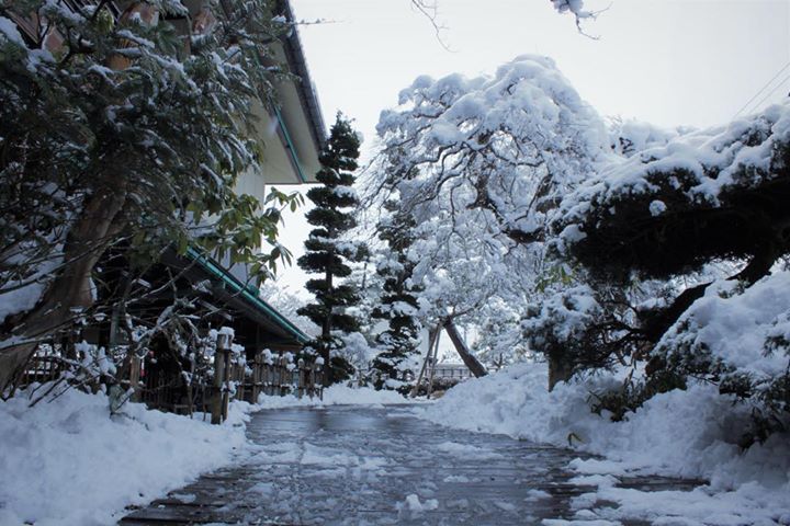 春の雪です。