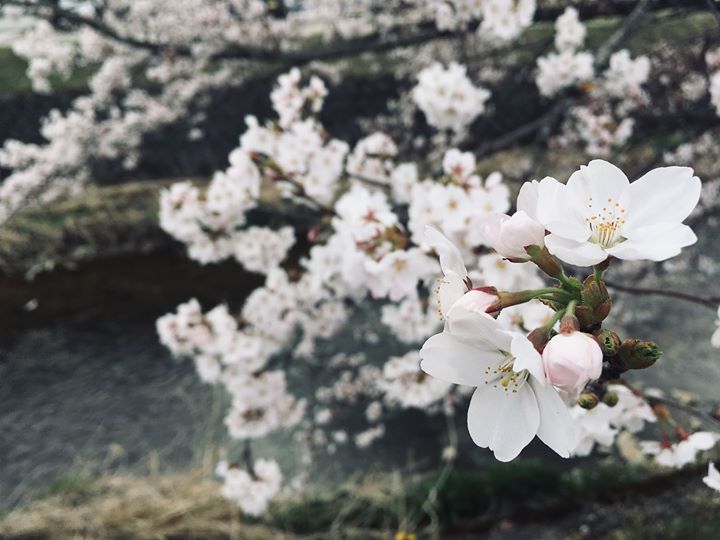 雪の多い4月でしたが、高山も気温が上がり春らしい日が続いております。