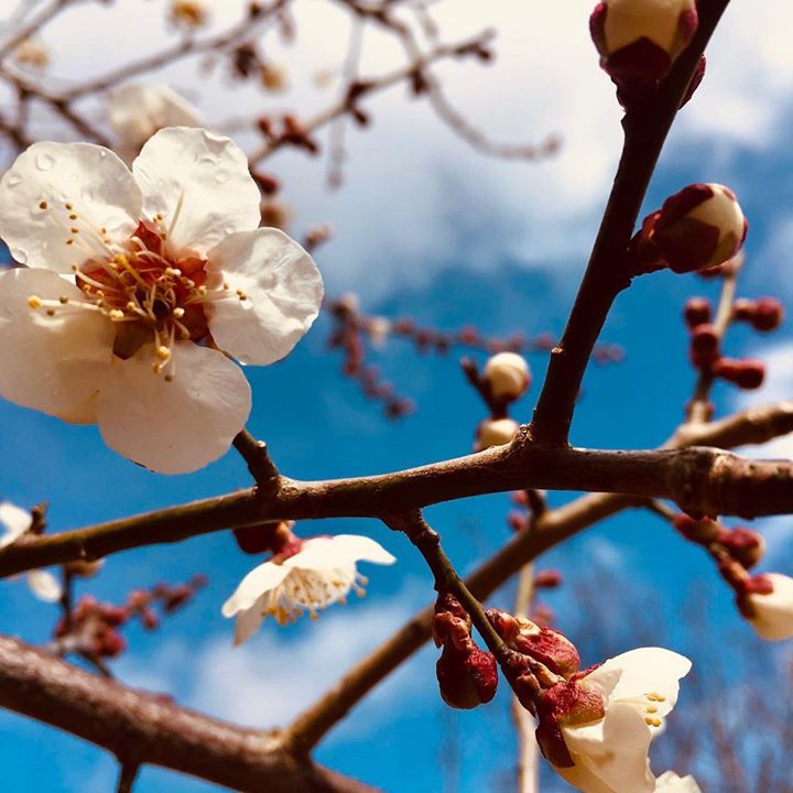 各地で桜が満開をむかえておりますが、ここ数日雪の日が続いている高山です。