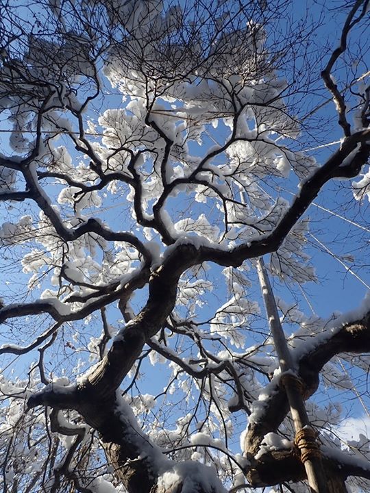 昨日から降り続いた雪も、今日の朝にはすっかり止んで綺麗な青空が広がっています。