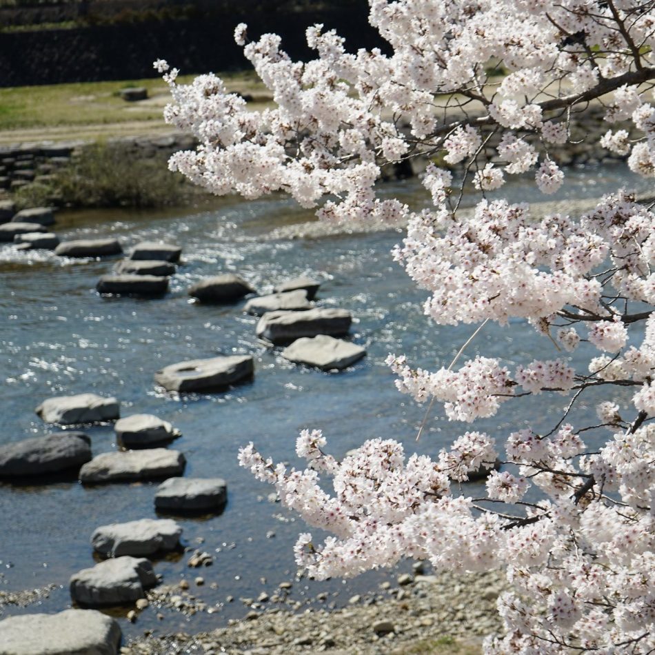 当館から無料の貸し出し自転車でお花見サイクリング飛騨高山の桜開花状況をお伝えします。